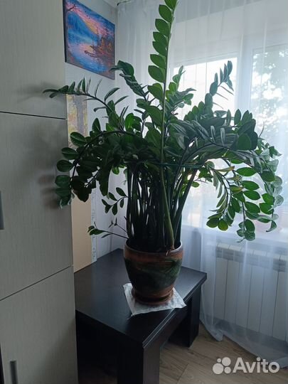 Замиокулькас