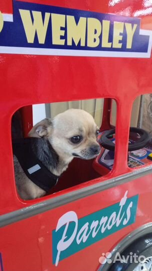 Вязка кобель чихуахуа