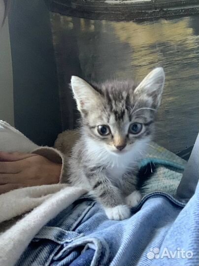 Котик ищет дом