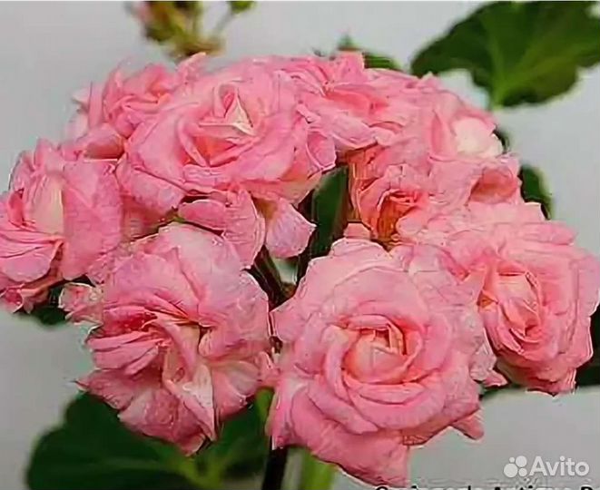 Пеларгония сотовая 12 видов