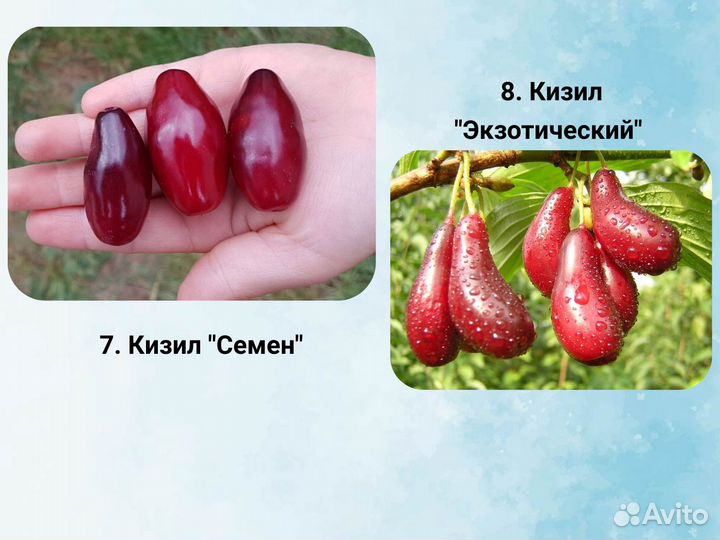 Саженцы кизила, Кизил