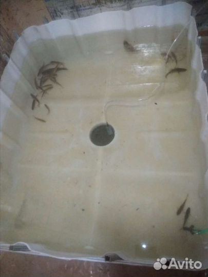 Живец-гальян