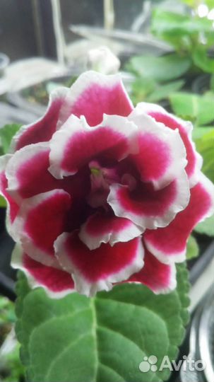 Продам Глоксинии разные сорта