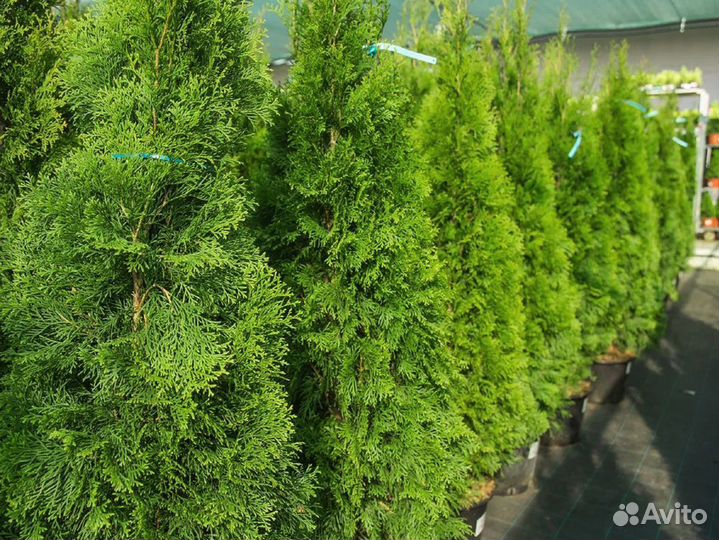 Туя Смарагд 80-100 см оптом