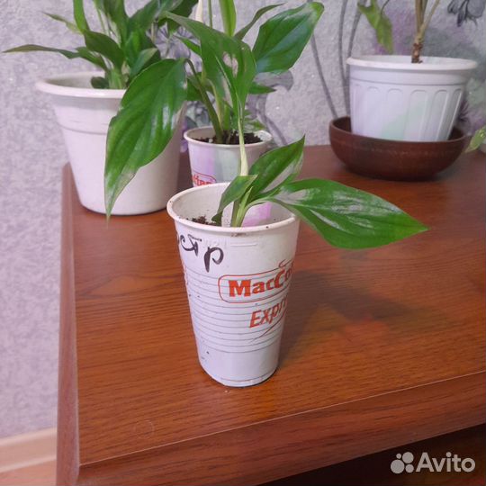 Спатифиллум