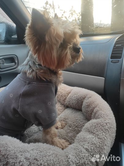 Передержка собак мелких и средних пород до 15 кг