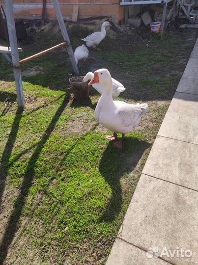 Гуси Линда племенные