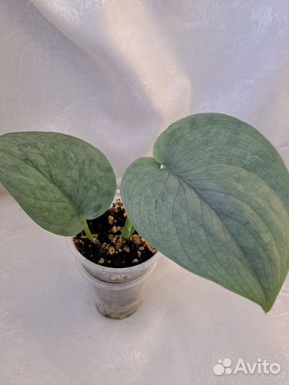 Сциндапсусы, эпипремнумы