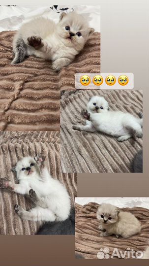 Шотландская вислоухая