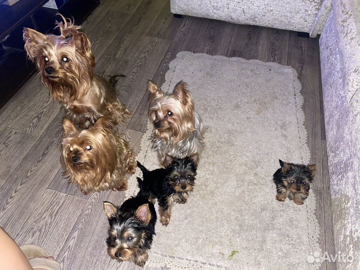 Йоркширский терьер щенки девочки