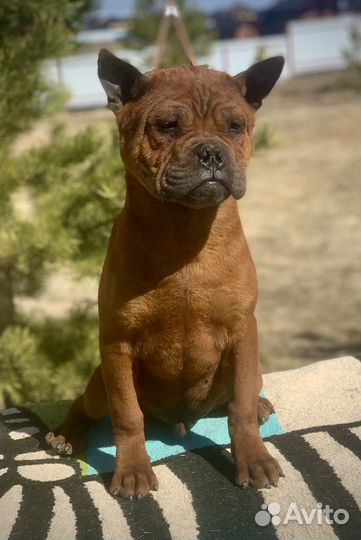 Китайский чунцин