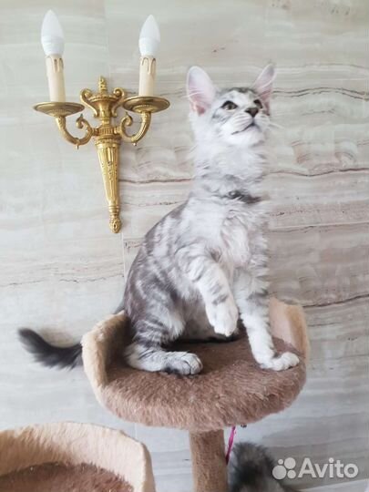 Котята мейн-кун