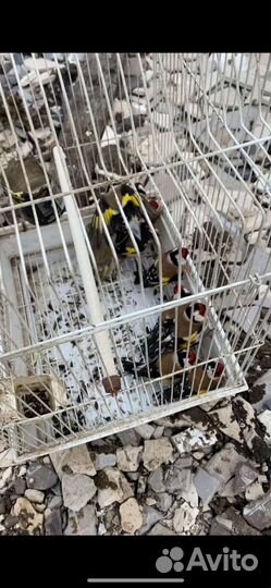 Певчие птицы щегол