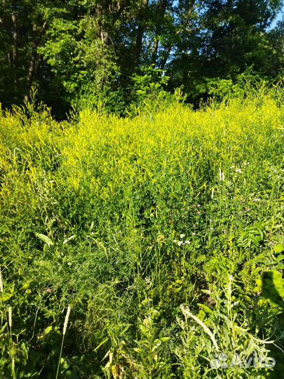 Веники травяные, душистые букеты для дома и бани