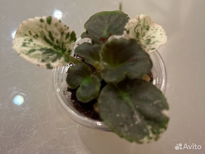 Фиалка Wild Irish rose