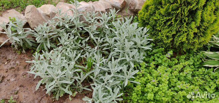 Растения для сада