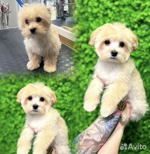 Модель на груминг. Стрижка собак