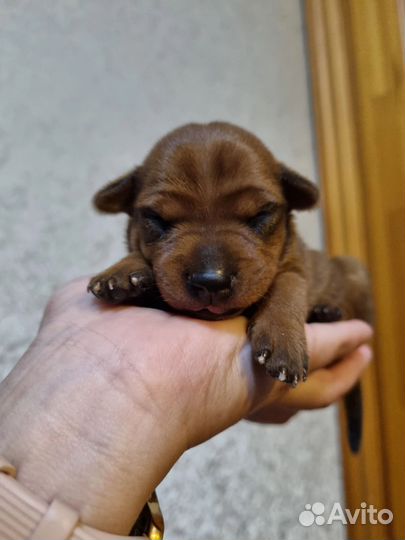 Цвергпинчеры щенки