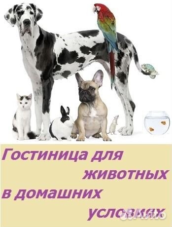 Гостиница для животных