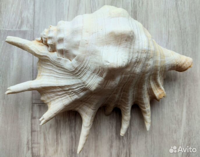 Лямбис Трунката Lambis truncanta морская раковина