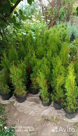 Туя смарагд