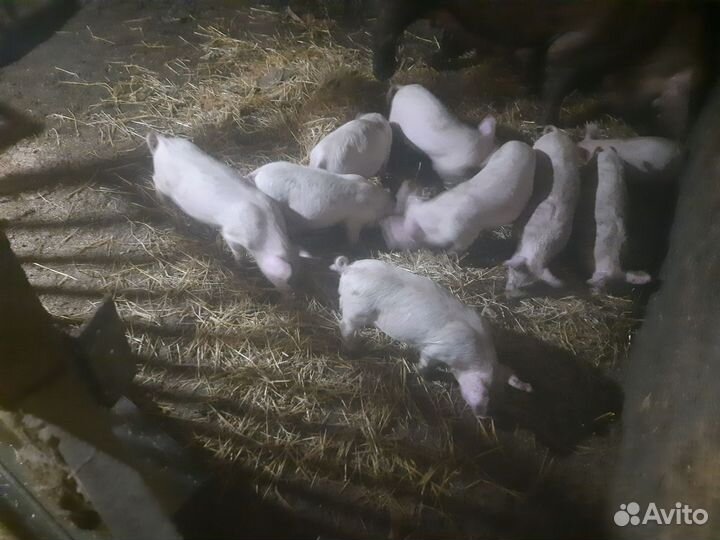 Поросята породы см 1