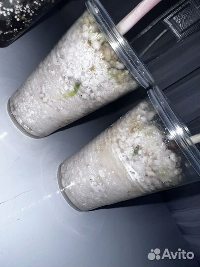 Аглаонема батерфляй