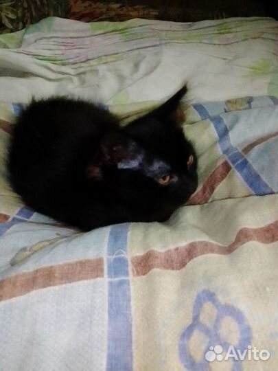 Малышка ищет добрые ручки (девочка, 2мес)