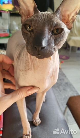 Кошка сфинкс