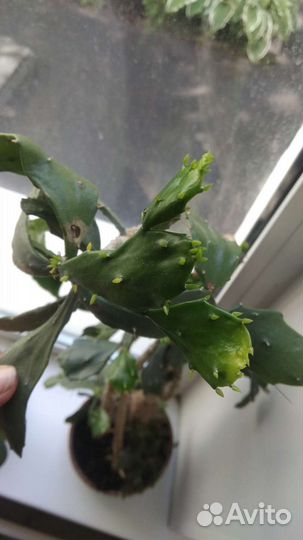 Кактусы и суккуленты, крассула Гелиос