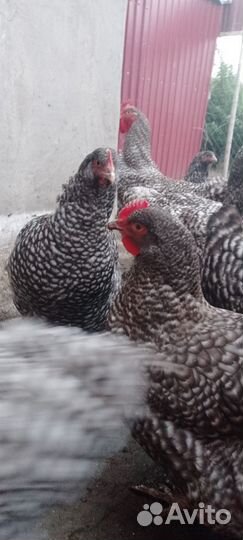 Мехеленские,И/Я,куры, цыплята, петухи