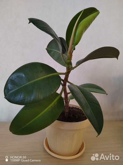 Фикус каучуконосный