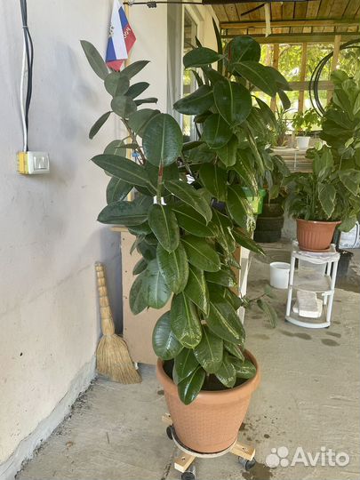 Фикус каучуконосный большой