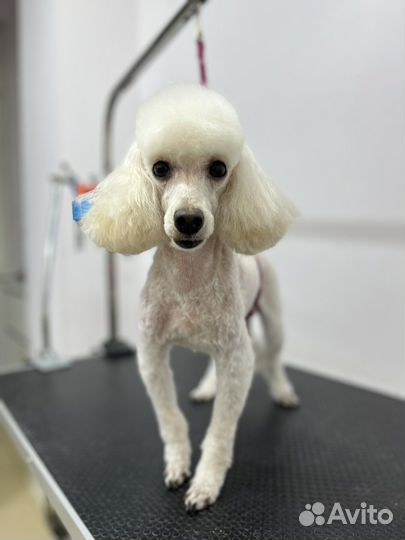 Стрижка собак, груминг сочи