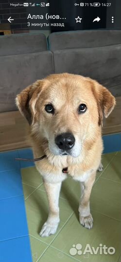 Собака в добрые руки