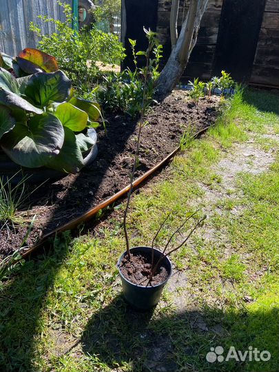 Саженцы войлочной вишни