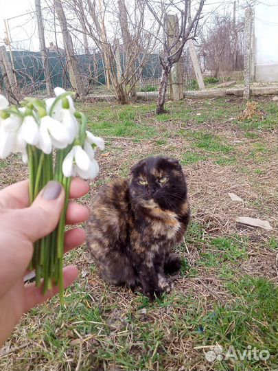 Британская кошка в дар