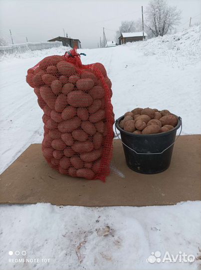 Картофель молодой краснокожурный