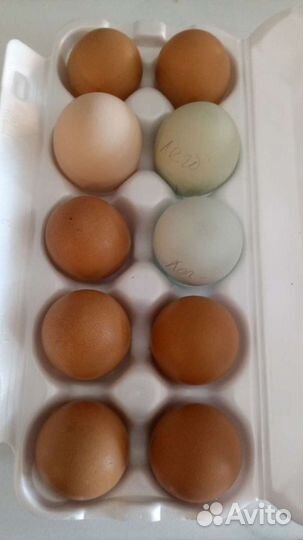Яйцо перепелиное, куриное пищевое