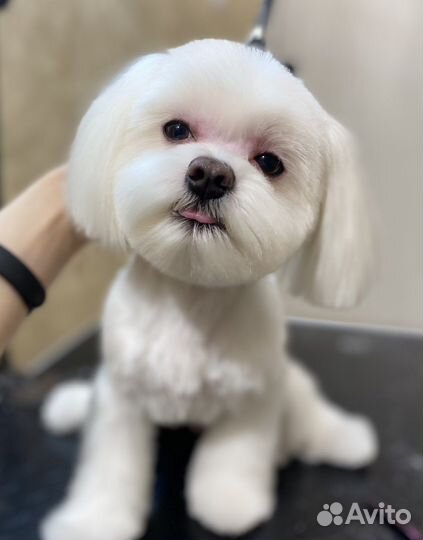 Стрижка/груминг собак от Yumi&Co