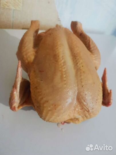 Куры бройлеры тушки мясо