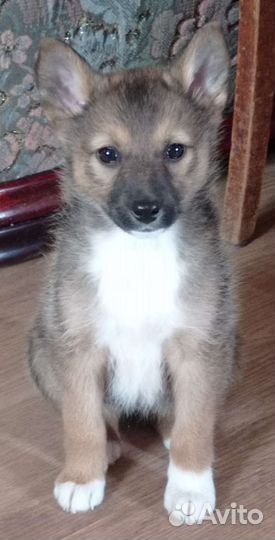 Щенки от небольшой собаки