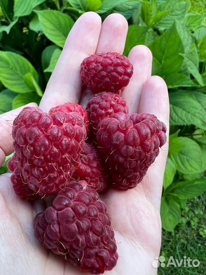 Ежевика, малина