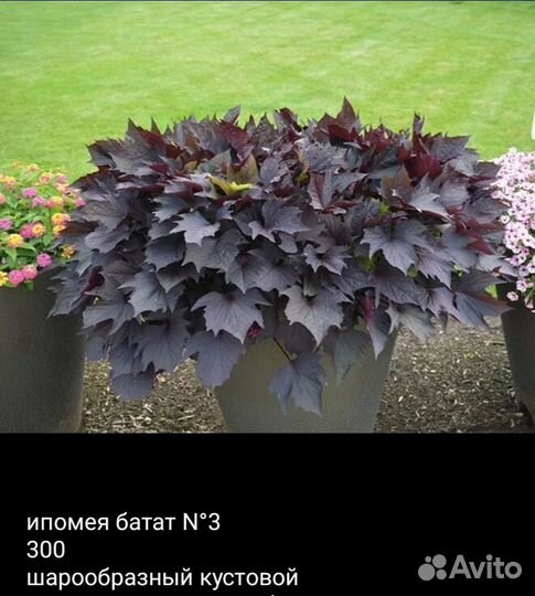 Ипомея батат срез