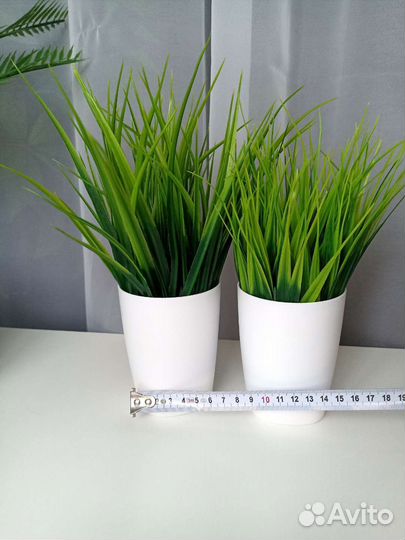 Осока искусственная высокая