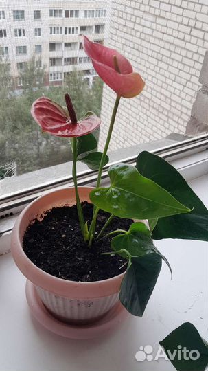 Антуриум розовый