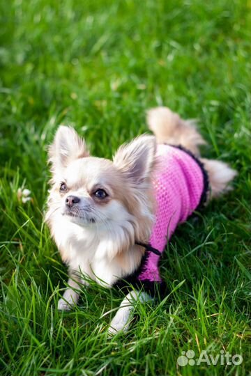Одежда для собак на заказ