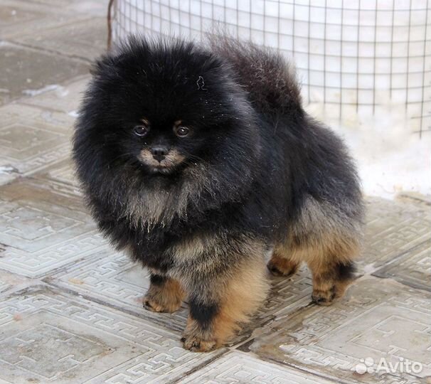 Взрослый померанец