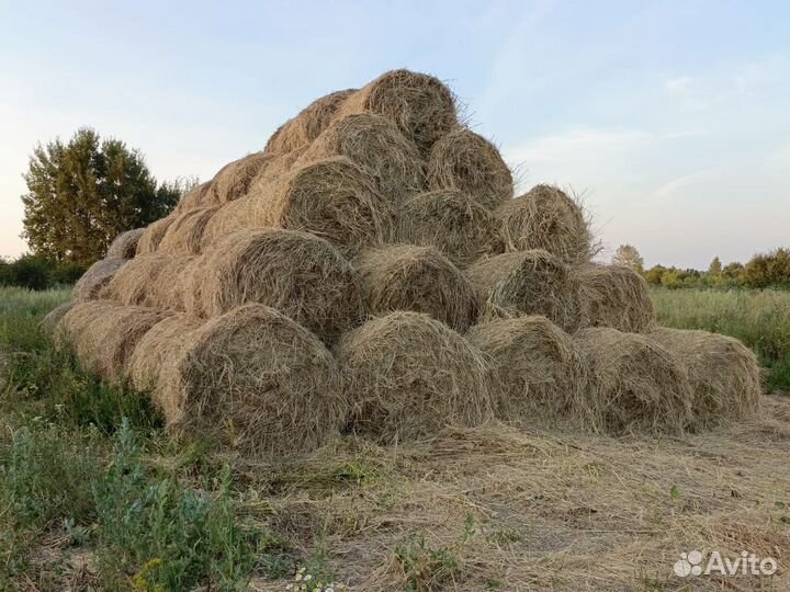 Продам сено в рулонах