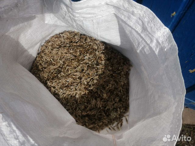 Мордовник шароголовый семена